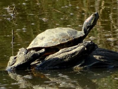 Tortue de Floride Trachemys scripta elegans (Wied, 1839)