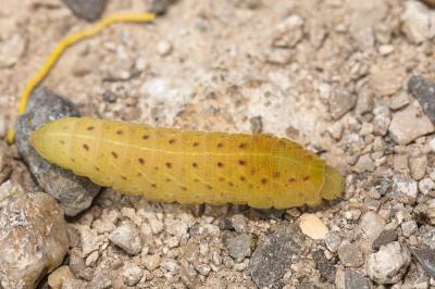 Flambé (Le) Iphiclides podalirius (Linnaeus, 1758)