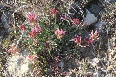 Astragale blanchâtre Astragalus incanus L., 1759