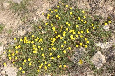 Potentille de Tabernaemontanus Potentilla verna L., 1753
