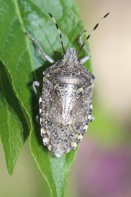 Punaise nébuleuse, Punaise grise Rhaphigaster nebulosa (Poda, 1761)