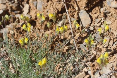 Linaire couchée Linaria supina (L.) Chaz., 1790