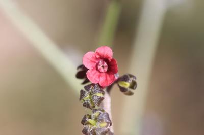  Cynoglossum montanum L., 1753
