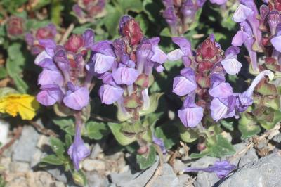 Scutellaire des Alpes Scutellaria alpina L., 1753