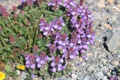 Scutellaire des Alpes Scutellaria alpina L., 1753