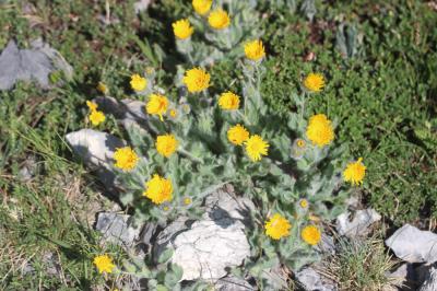 Épervière Hieracium monregalense Burnat & Gremli, 1883