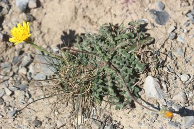 Liondent des éboulis Leontodon hispidus subsp. hyoseroides (Welw. ex Rchb.) Gremli, 1885