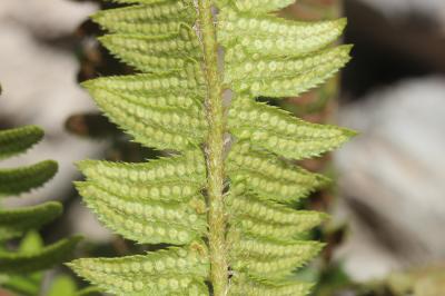 Polystic lonchyte, Polystic en fer de lance Polystichum lonchitis (L.) Roth, 1799