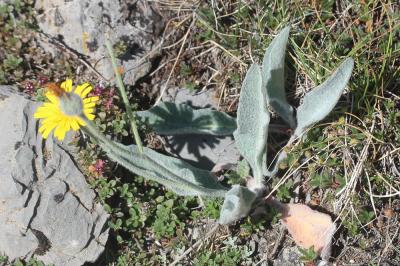 Épervière tomenteuse Hieracium tomentosum L., 1755