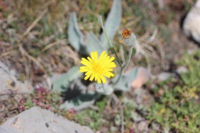 Épervière tomenteuse Hieracium tomentosum L., 1755