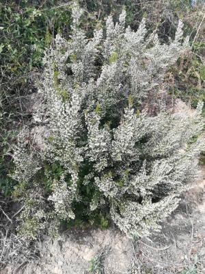 Bruyère arborescente, Bruyère en arbre Erica arborea L., 1753