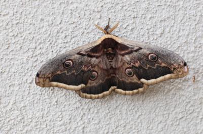 Grand Paon de nuit Saturnia pyri (Denis & Schiffermüller, 1775)