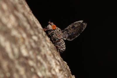  Callopistromyia annulipes (Macquart, 1855)