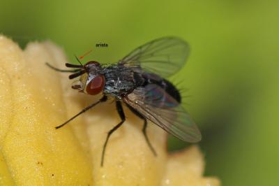  Clausicella suturata Rondani, 1859