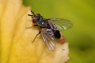  Clausicella suturata Rondani, 1859