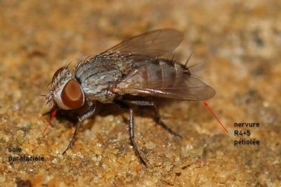  Taxigramma 