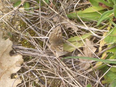Point de Hongrie (Le), Grisette (La) Erynnis tages (Linnaeus, 1758)
