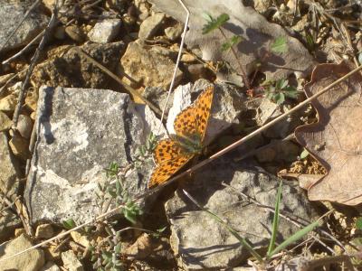 Petite Violette (La), Nacré violet (Le) Boloria dia (Linnaeus, 1767)
