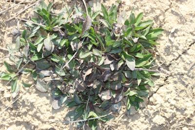 Brunelle à feuilles d'hysope Prunella hyssopifolia L., 1753