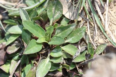 Brunelle à feuilles d'hysope Prunella hyssopifolia L., 1753