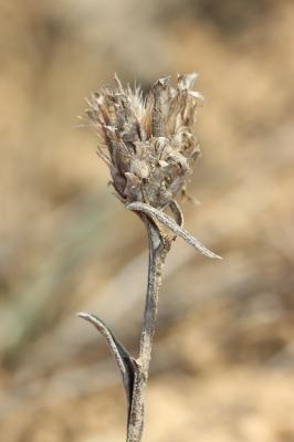 Centaurée de Timbal-Lagrave Centaurea jacea subsp. timbalii (Martrin-Donos) Braun-Blanq., 1952