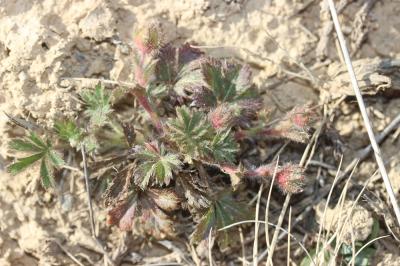 Potentille de Tabernaemontanus Potentilla verna L., 1753