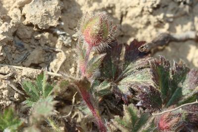 Potentille de Tabernaemontanus Potentilla verna L., 1753