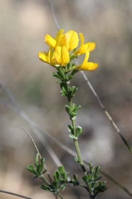 Genêt poilu, Genêt velu, Genette Genista pilosa L., 1753