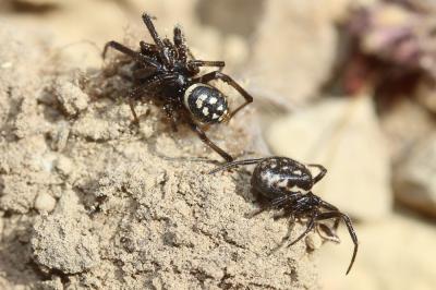  Steatoda incomposita (Denis, 1957)