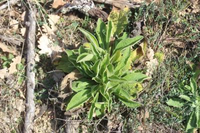 Inule conyze, Inule squarreuse Inula conyza DC., 1836