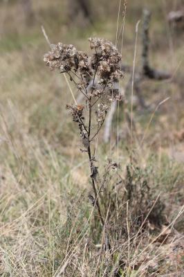 Inule conyze, Inule squarreuse Inula conyza DC., 1836