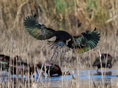 Ibis falcinelle Plegadis falcinellus (Linnaeus, 1766)