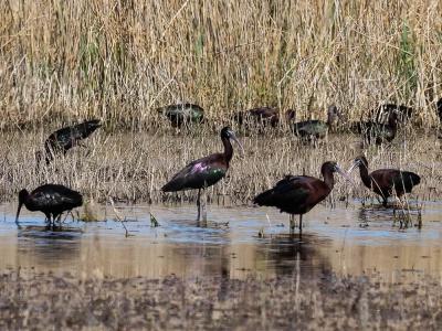 Ibis falcinelle Plegadis falcinellus (Linnaeus, 1766)