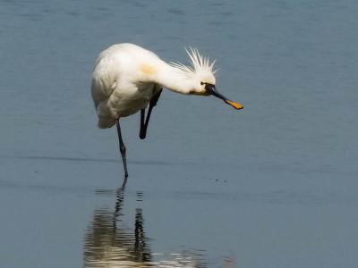 Spatule blanche Platalea leucorodia Linnaeus, 1758