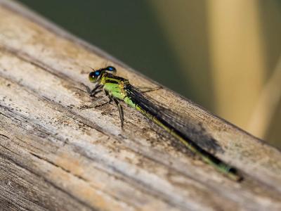 Agrion élégant Ischnura elegans (Vander Linden, 1820)
