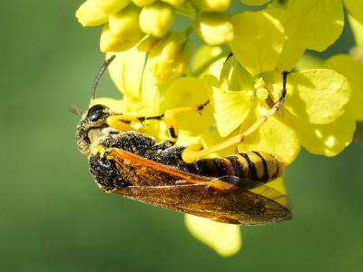  Elinora baetica dominiquei (Konow, 1894)
