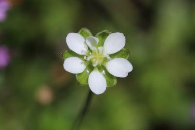 Sagine subulée Sagina subulata (Sw.) C.Presl, 1826
