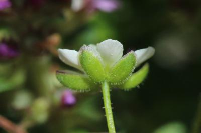 Sagine subulée Sagina subulata (Sw.) C.Presl, 1826
