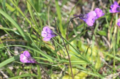Grassette commune, Grassette vulgaire Pinguicula vulgaris L., 1753