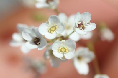 Kernéra des rochers Kernera saxatilis (L.) Sweet, 1827