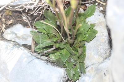 Kernéra des rochers Kernera saxatilis (L.) Sweet, 1827