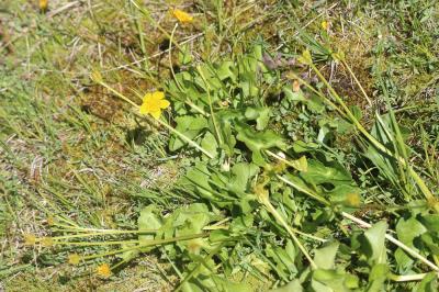 Populage des marais, Sarbouillotte Caltha palustris L., 1753