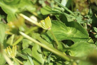 Populage des marais, Sarbouillotte Caltha palustris L., 1753