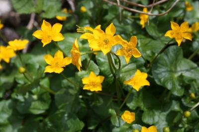 Populage des marais, Sarbouillotte Caltha palustris L., 1753