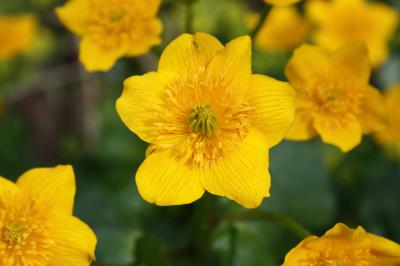 Populage des marais, Sarbouillotte Caltha palustris L., 1753