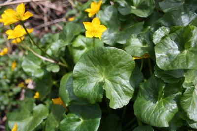 Populage des marais, Sarbouillotte Caltha palustris L., 1753