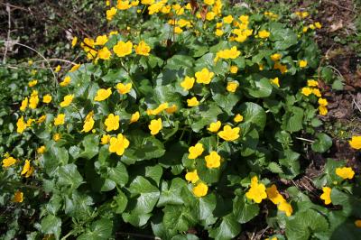 Populage des marais, Sarbouillotte Caltha palustris L., 1753
