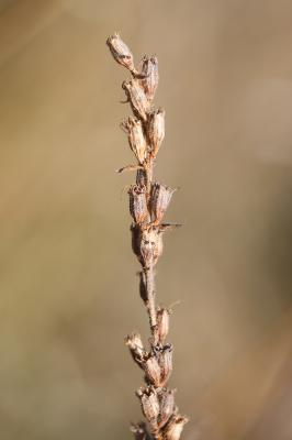 Salicaire commune, Salicaire pourpre Lythrum salicaria L., 1753