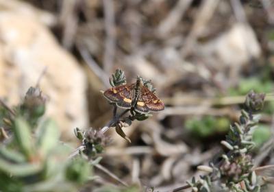  Pyrausta purpuralis (Linnaeus, 1758)