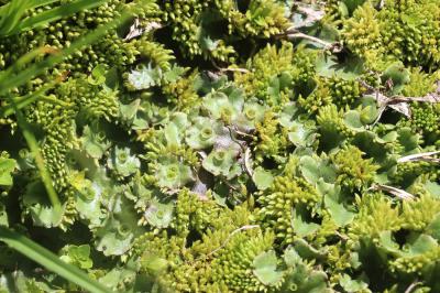  Marchantia polymorpha L., 1753